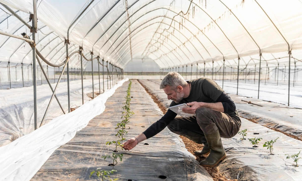 Male farmer with digital tablet checking tomato seedlings in greenhouse