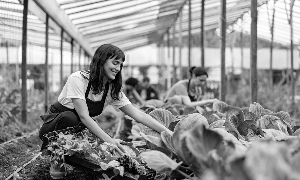 New Farmers harvesting vegetables